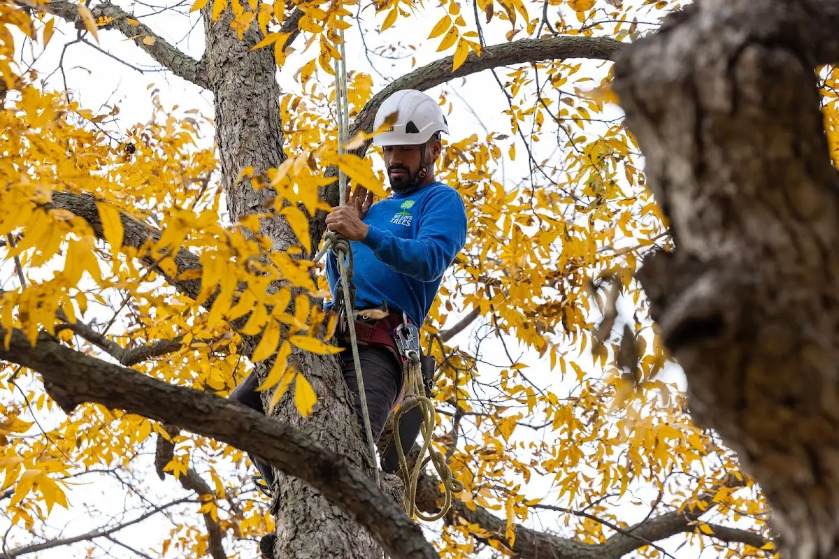Skilled Tree Planting crew working in Chesapeake City